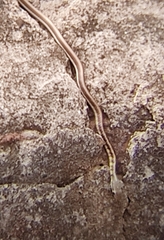 Dendrelaphis tristis
