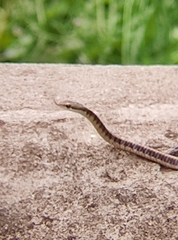 Dendrelaphis tristis