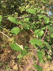 Rubus ulmifolius