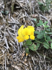Lotus corniculatus