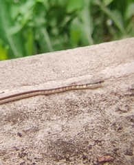 Dendrelaphis tristis