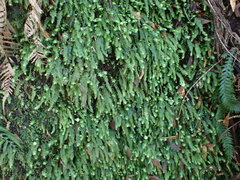 Cyathophorum bulbosum