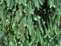 Cyathophorum bulbosum