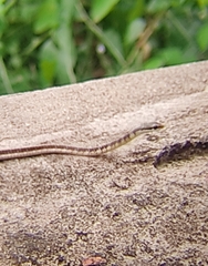 Dendrelaphis tristis