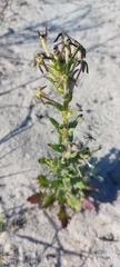 Lyperia tristis