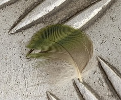 Trichoglossus moluccanus