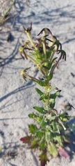 Lyperia tristis