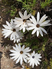 Dimorphotheca ecklonis