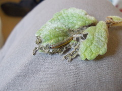 Haritalodes derogata