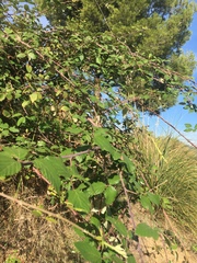 Rubus ulmifolius
