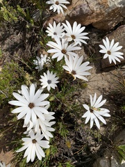 Dimorphotheca ecklonis