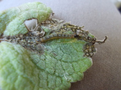 Haritalodes derogata