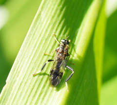 Exaireta spinigera