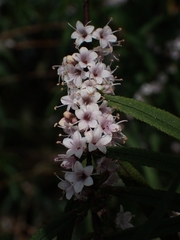 Myoporum bateae