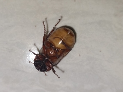 Amphitrichia constricta