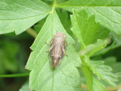 Aphrophoridae