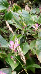 Tricyrtis