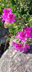 Pelargonium cucullatum