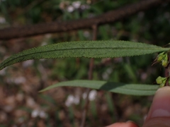 Myoporum bateae