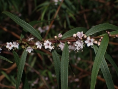 Myoporum bateae