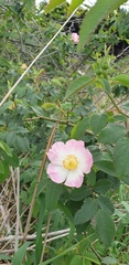 Rosa rubiginosa