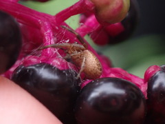 Xysticus