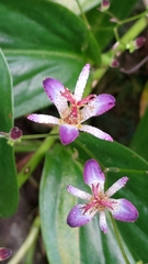 Tricyrtis