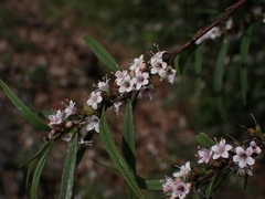 Myoporum bateae