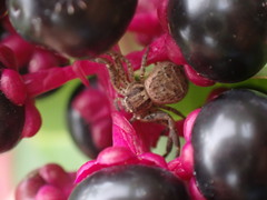 Xysticus