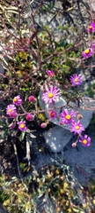 Senecio arenarius