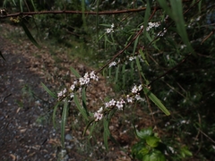 Myoporum bateae