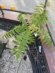 Ailanthus altissima