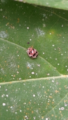 Coccinellidae