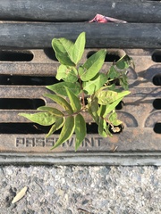 Ailanthus altissima