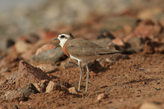 Charadrius asiaticus