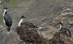 Leucocarbo atriceps