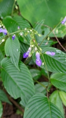 Rhynchoglossum obliquum