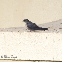 Ptyonoprogne concolor