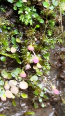 Utricularia striatula