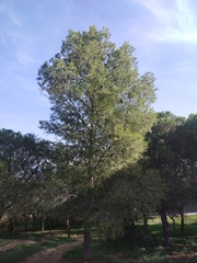 Pinus halepensis