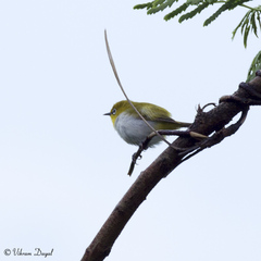 Zosterops palpebrosus