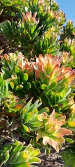 Mimetes fimbriifolius