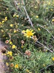 Limbarda crithmoides