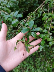 Berberis vulgaris