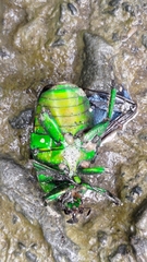 Trigonophorus rothschildi