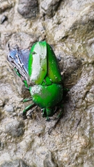 Trigonophorus rothschildi