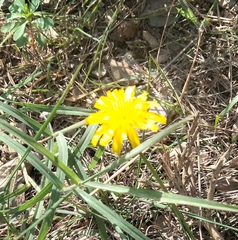 Reichardia picroides