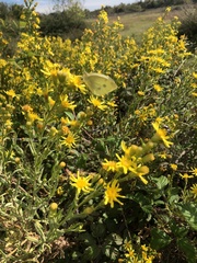 Limbarda crithmoides