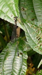 Coeliccia flavicauda