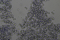 Cystoderma carcharias